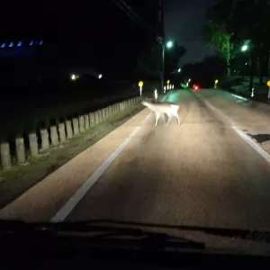 奈良公園内では夜でも鹿に注意ですね。のサムネイル