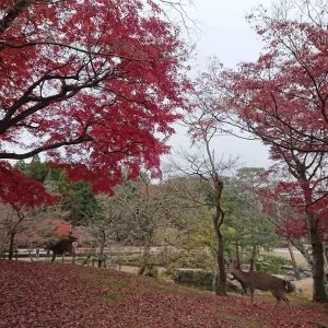 奈良春日野国際フォーラム甍にてのサムネイル