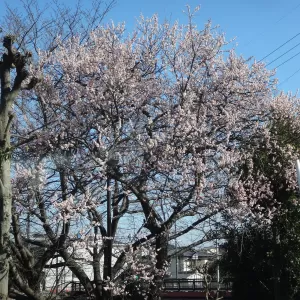 強風で段取りが変更ですのサムネイル