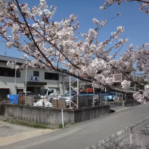 事務所の前にある桜が見頃ですのサムネイル